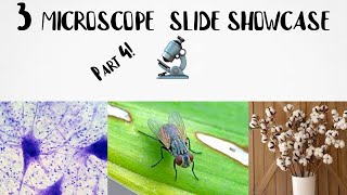 3 microscope slide showcase part 4