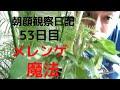 【メレンゲ】ザッキーの朝顔観察日記。53日目「魔法」【ブーメラン学園】
