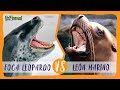 Foca leopardo vs len marino batalla de pinnipedos cual ganaria