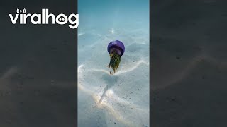 Fish Hides Inside Jellyfish || ViralHog