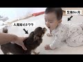 【初対面】チワワと実の姉の赤ちゃんが仲良くなるシーンが感動的過ぎた...