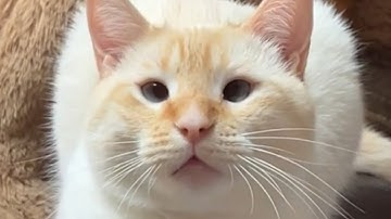 Rescue cat