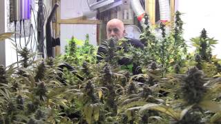 Harvest Time