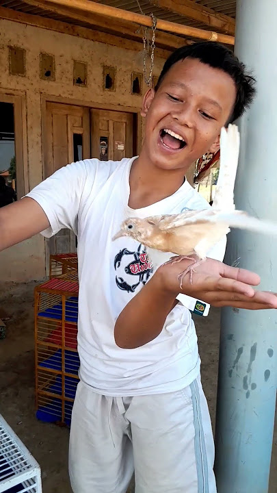 Calon burung juara #burungmerpatibalap#bermainburungdara#merpatibalapsprint#shortsfeed