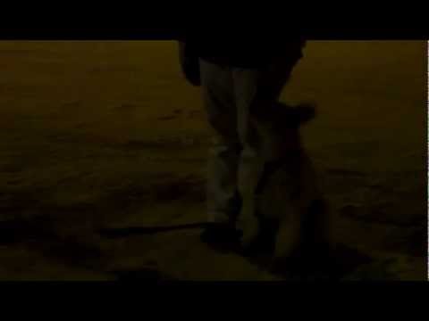 Video: Pumi-koirarotu On Allergiatestattu, Terveys- Ja Elinikäinen
