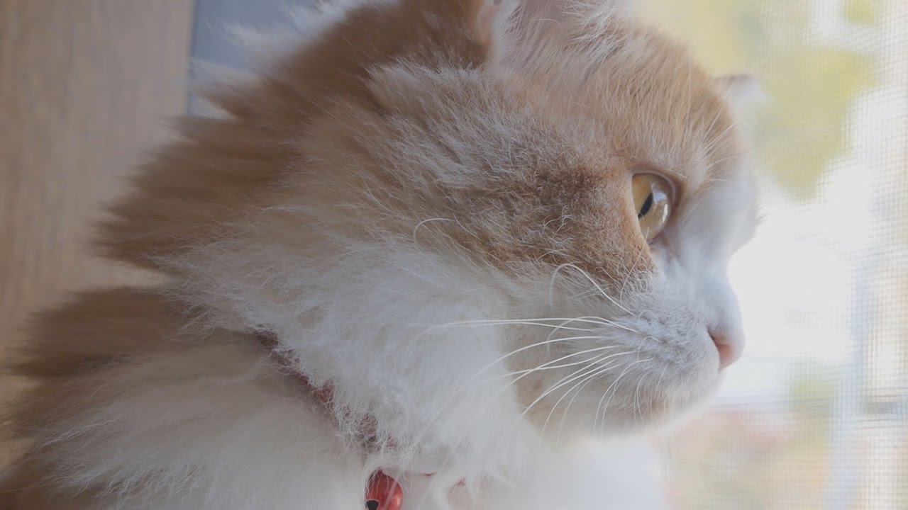 猫カフェ 横浜 The charm of a transparent cat's eyes