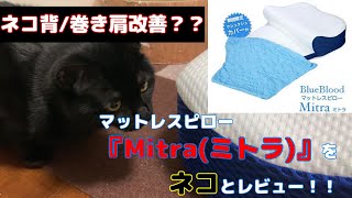 【ネコとレビュー】マットレスピロー『Mitra(ミトラ)』