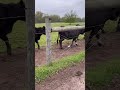 Cows #farmlife #cow #fyp