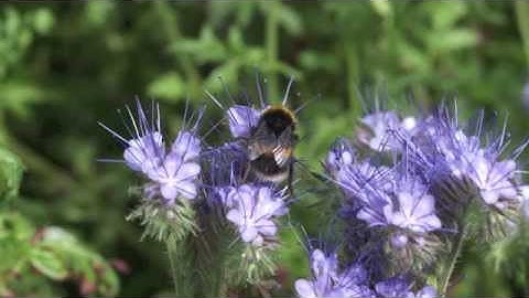 Alan Watts - The importance of honesty