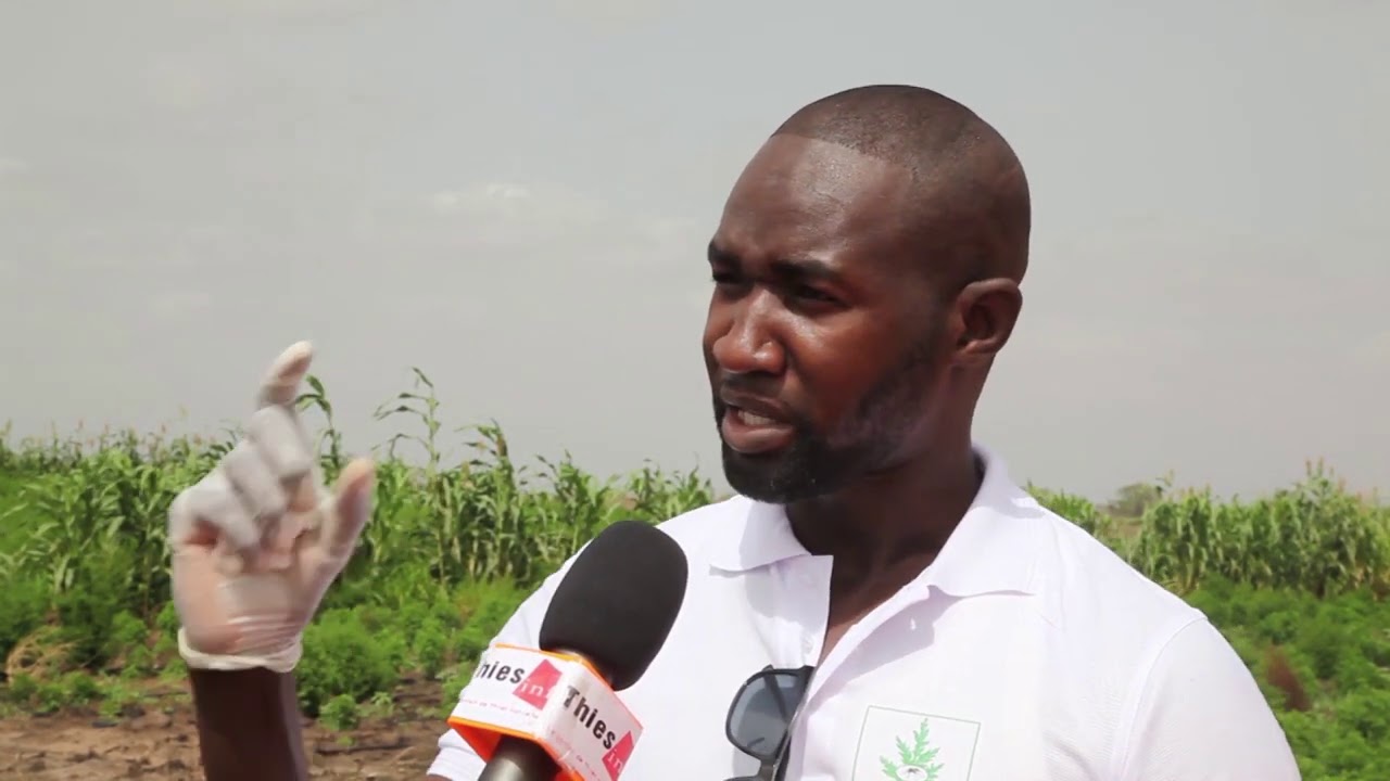 THIES SEN ARTEMISIA VISITE DE LA FERME AGRO ALIMENTAIRE