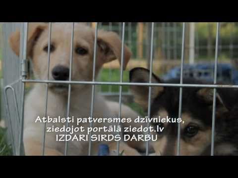 Video: Kas Izraisa Vecāku Suņu Sirds Murmināšanu?