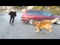 Leonberger dog Aslan - wooohoooowww!!! what a fun ... の動画、YouTube動画。