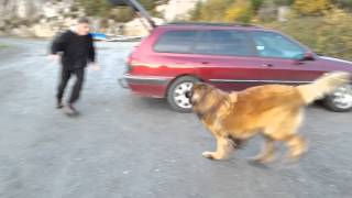 Leonberger dog Aslan - wooohoooowww!!! what a fun ...