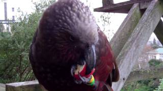 Nestor the kaka drops in again