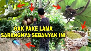Download Lagu MUDAH BANGET‼️ GAK PAKE LAMA MENEMUKAN BANYAK SARANG BURUNG CANTIK DI ALAM LIAR MP3