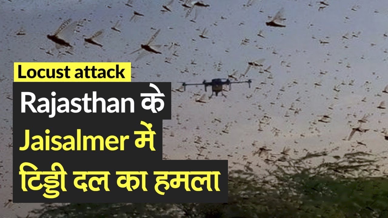 Locust attack: Rajasthan के Jaisalmer में टिड्डी दल का हमला, Drone से पाया गया काबू