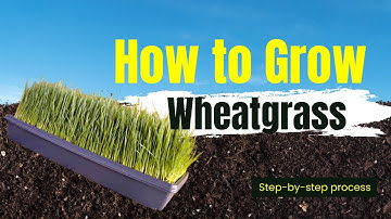 How To Grow Wheatgrass//Step by Step Process