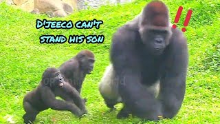 D&#39;jeeco can&#39;t stand the boys😆🤣💦|D&#39;jeeco Family|Gorilla|Taipei zoo