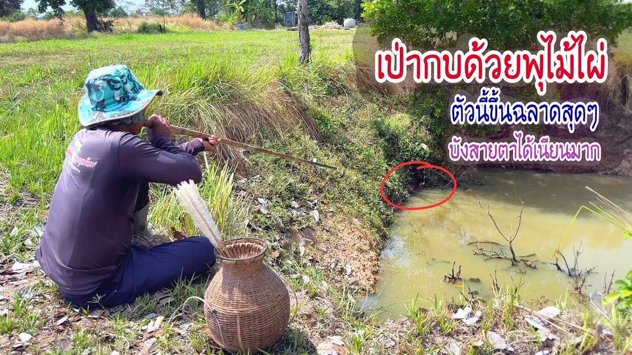 ยิงกบนาระยะนี้ใครเห็นก็ว่าโดนตั้งแต่นาทีแรก ตัวนี้ฉลาดสุดๆขึ้นตำแหน่งบังสายตาได้ดีมาก