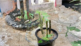 How To Cutting Branches Tree With Aloe Vera Get Roots And Leaves