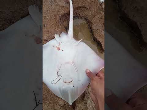 امساك بسمكة كوريبنا وسمكة الراي نوع ممتاز