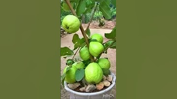 New technique propagate guava tree by air layering using onion juice #guava #shorts #viral