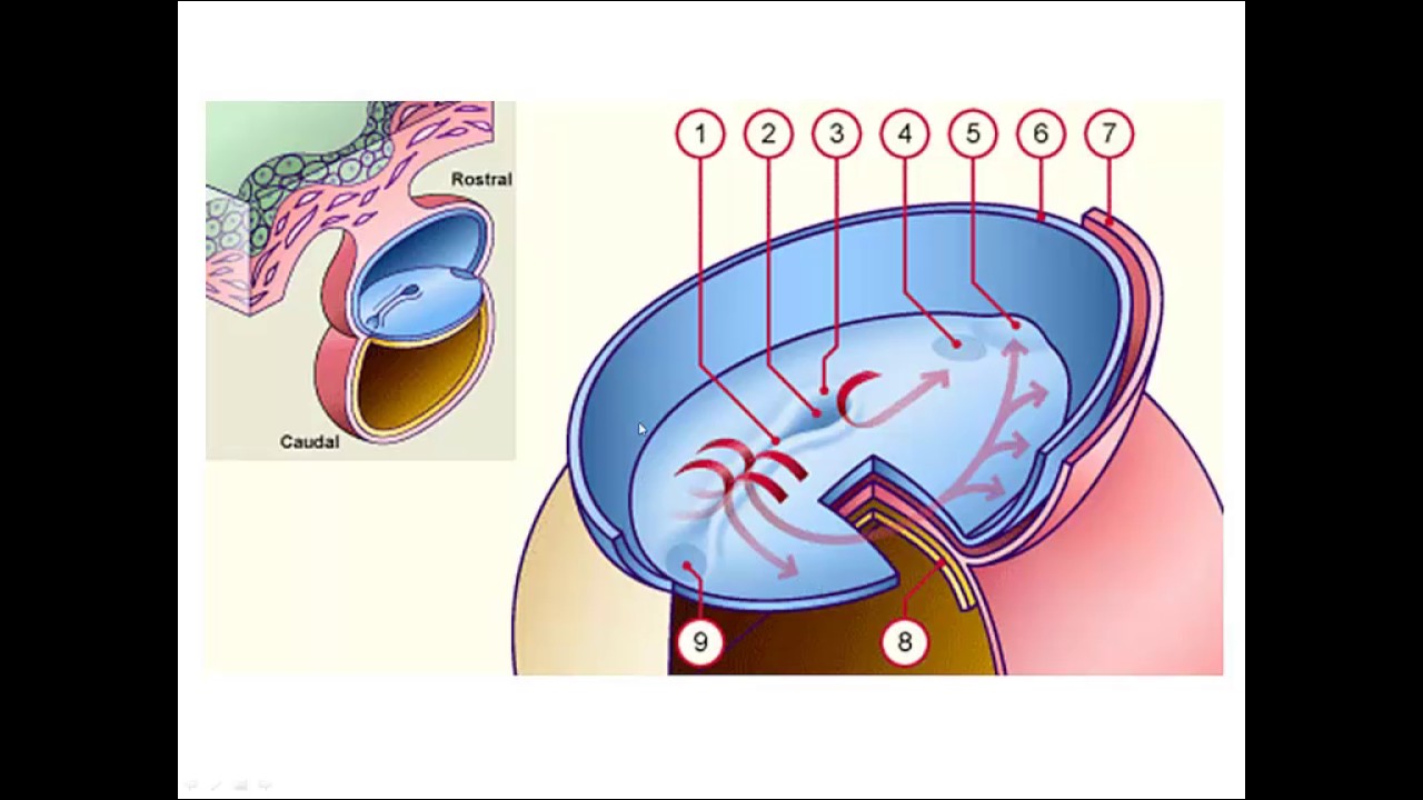FMPM MOOCs - Troisième semaine du développement embryonnaire - Pr. A. Fakhri