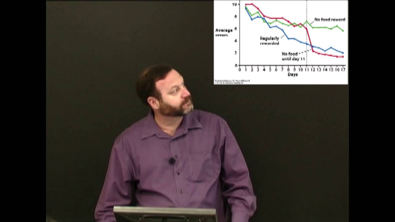 Tolman Latent Learning Simply Psychology