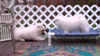 Atomic Samoyeds:  8 1/2 weeks (part 2 of 3) by SamoyedMoms 5,225 views 9 years ago 1 minute, 30 seconds
