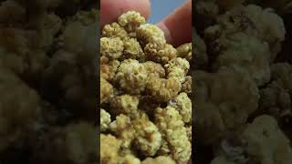 Sabah Aç Karnına 1 Avuç Kuru Dut Vücudunuza Bunları Yapıyor