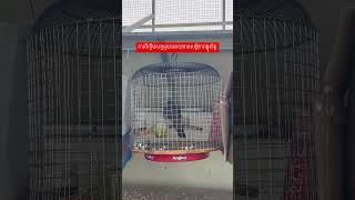 ✅ការចិញ្ចឹមសត្វជួយអោយមានសន្តិភាពផ្លូវចិត្ត☎️087396398 #លលកធ្នាក់ម៉ាទ្បេ #terkukur #spotteddove #bird