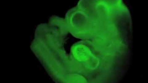 Mouse embryo made with reprogrammed cells