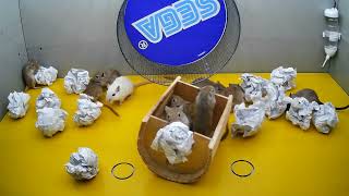 mice ride on a sega wheel,and gnaw paper with a surprise video for cats by mouse channel 2,077 views 4 weeks ago 9 hours, 55 minutes