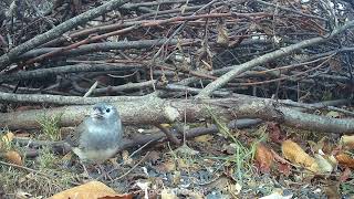 Leucy the #leucistic Junco!