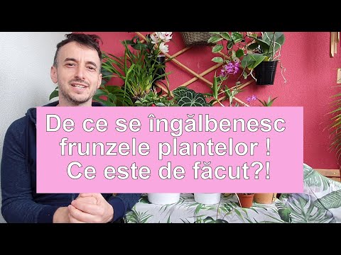 Video: De ce frunzele de catifea neagră devin galbene?