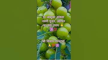 31 अक्टूबर आंवला नवमी पूजन उद्यापन विधि का उपाय 💯🙏 #pandit_pradeep_ji_mishra#shiv#live#yt#upay#viral