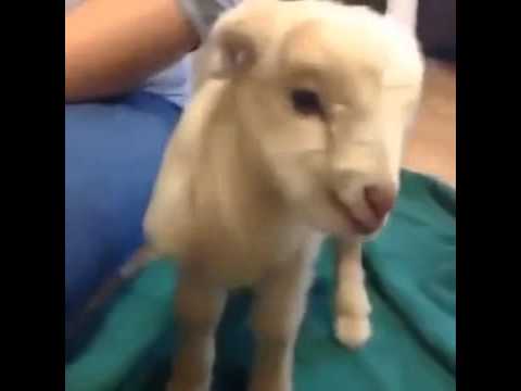 cute-baby-goat-making-funny-noise