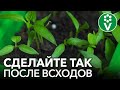 НЕ ПОГУБИТЕ РАССАДУ ПЕРЦА СРАЗУ ПОСЛЕ ВСХОДОВ! Первая подкормка рассады перца и важные нюансы ухода