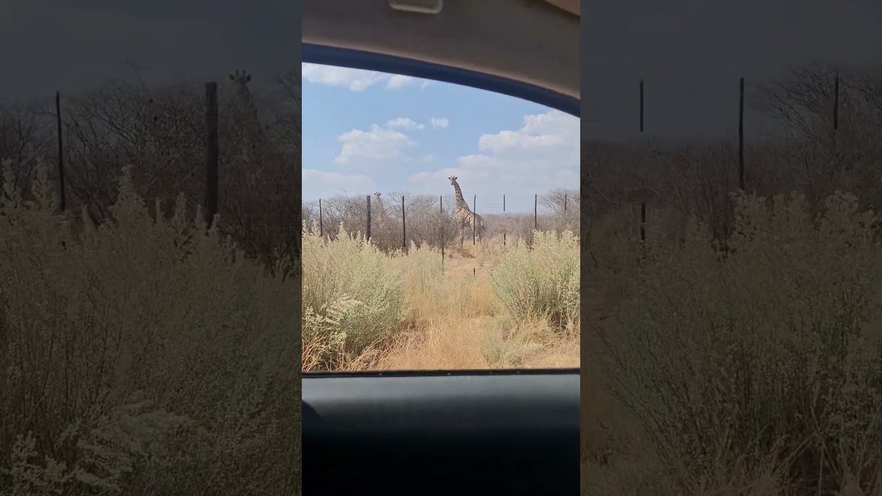 not cgi  just two giraffes coming up for air before Beshy is back