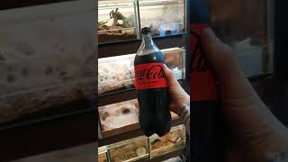 Did My Coke Bottle Just Turn Into A Ball Python?! 😨🐍#shorts