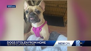 Thieves steal pair of French Bulldogs from apartment