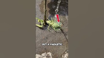 What Comes Out of This Grasshopper ?