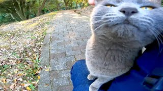 急いで走ってきて膝の上に乗ってゴロゴロ言う野良猫が可愛過ぎる