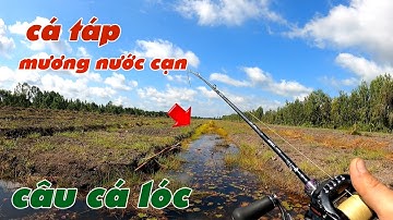 Câu Lure Cá Lóc ✅ Câu Cá Lóc Dạo Tân Phước  Ngày Nắng Gió Và Cái Kết | Tâm Râu Vlog #343