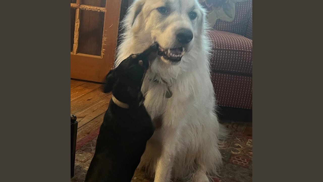 Dog hair dog drool and love