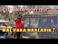 KÖPEK ÇİFTLİĞİNDE SON DURUMLAR , KAÇ PARA HARCADIK ?