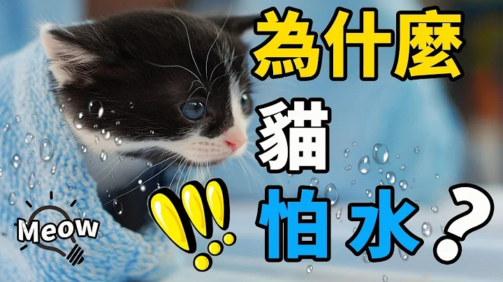 為什麼貓怕水？學會1招讓貓乖乖洗澡！Do Cats Hate Water? - 天天要聞