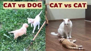 (Cat Vs Dog) Vs (Cat Vs Cat) !!