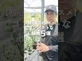 【初心者におすすめ！】コンパクトで飾りやすい植物って？5選紹介！