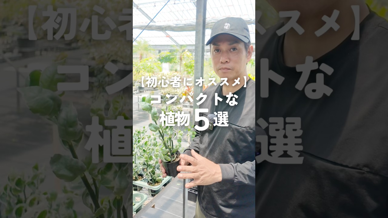 【初心者におすすめ！】コンパクトで飾りやすい植物って？5選紹介！
